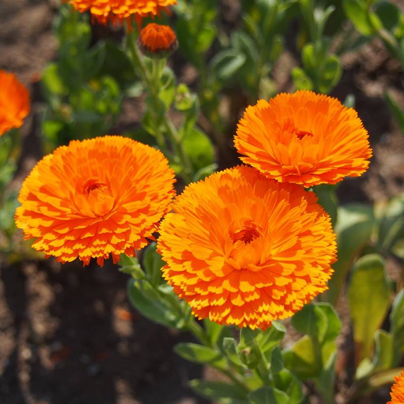 Graines de Calendula officinalis Ball's Orange - Souci des Jardins le ...