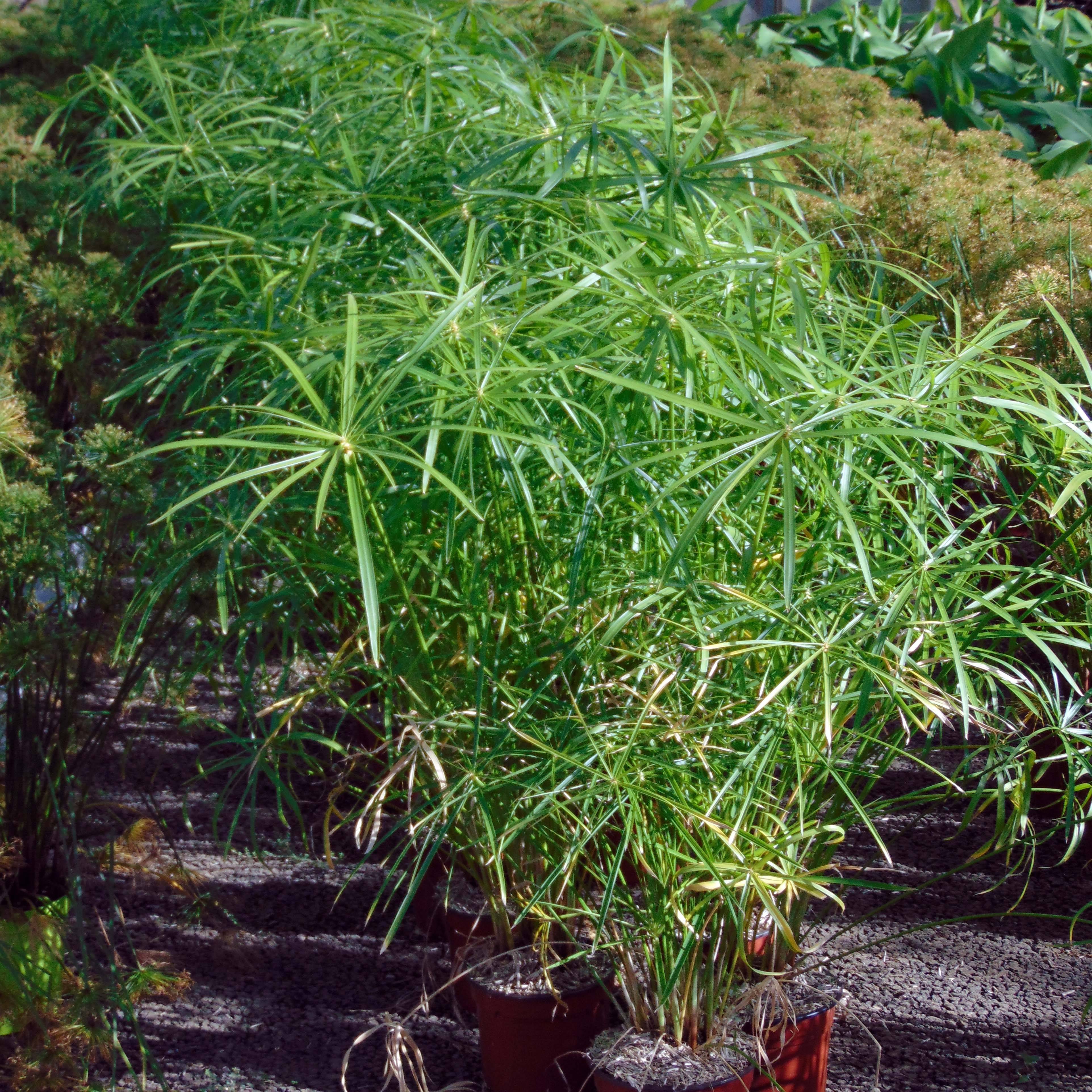 Cyperus alternifolius - Papyrus Godet de 8/9 cm