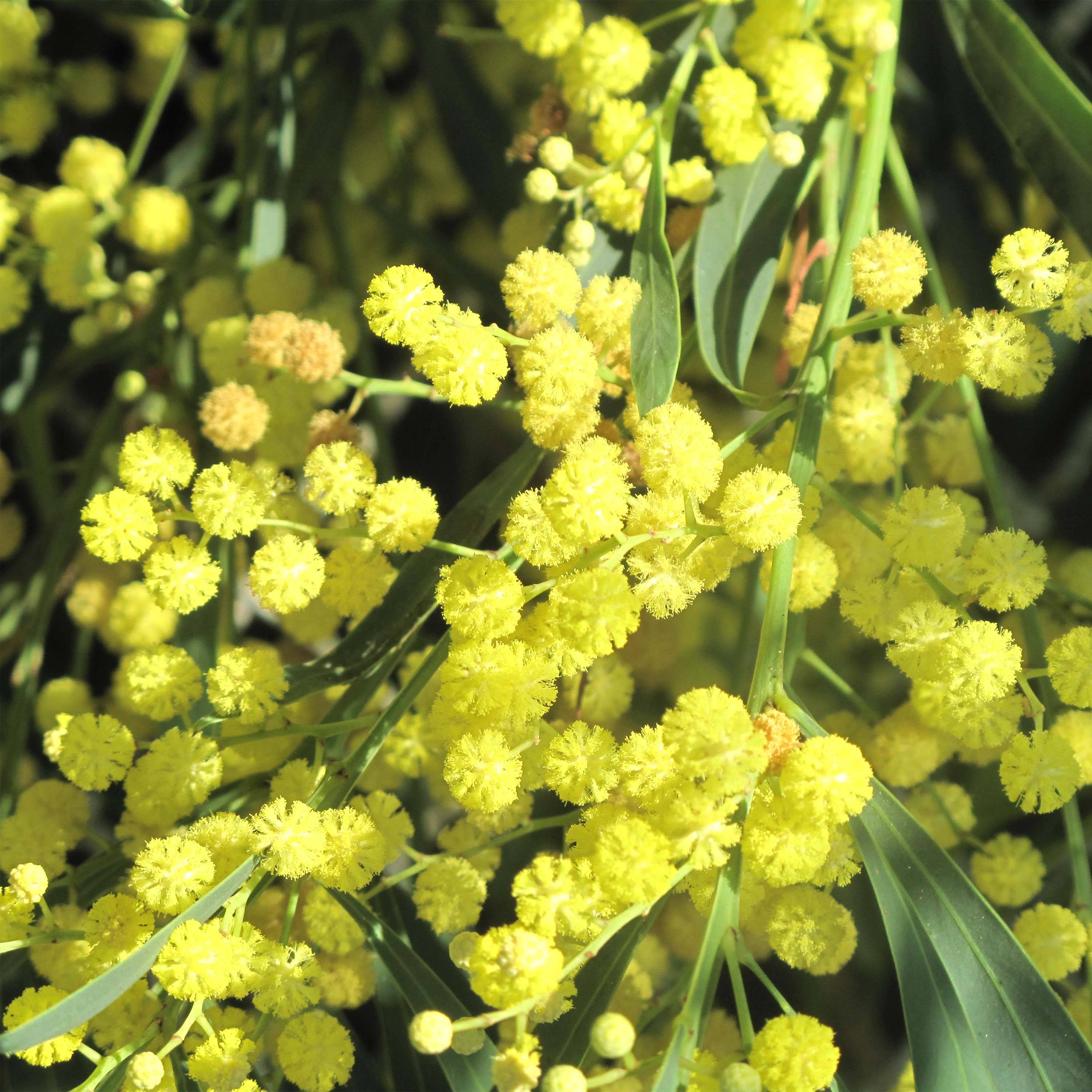Mimosa des 4 saisons Lisette - Acacia retinodes Pot de 2L/3L