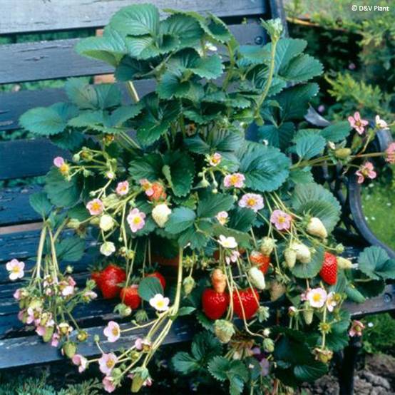 Fragaria Pink Marathon (remontant) - Fraise des bois Pot de 1,5L/2L
