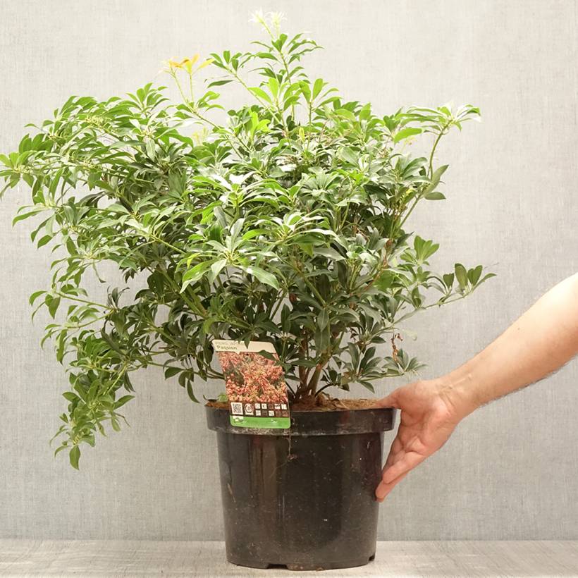 Promesse de Fleurs - Andromède du Japon - Pieris japonica Passion Pot de 6L/7L - Image 2
