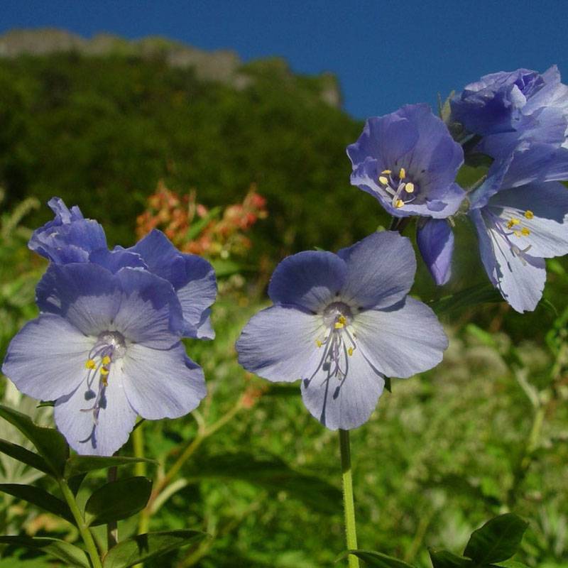 Polemonium yezoense Purple Rain - Valériane grecque Godet de 8/9 cm