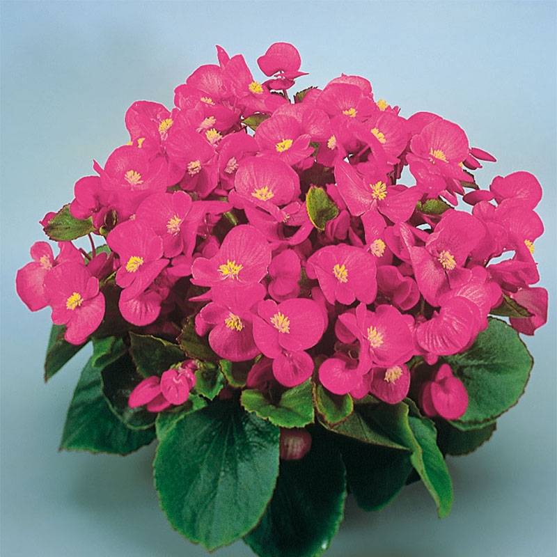 Bégonia semperflorens Super Olympia Rose Mini-motte Ø 1,5/2,5 cm (par 5)