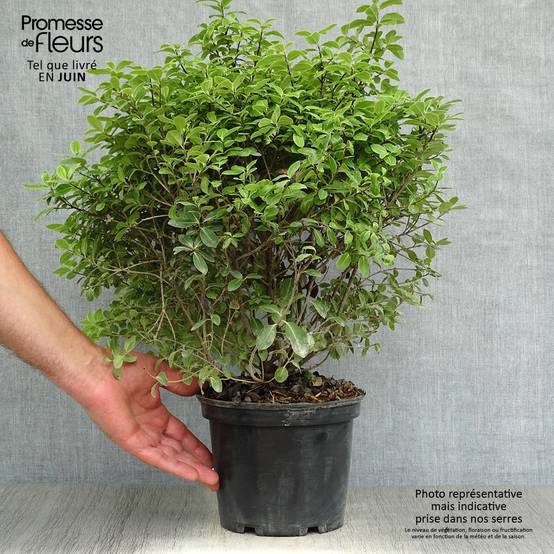 Pittosporum tenuifolium Golf ball - Pittosporum à petites feuilles Pot de 2L/3L - Image 2