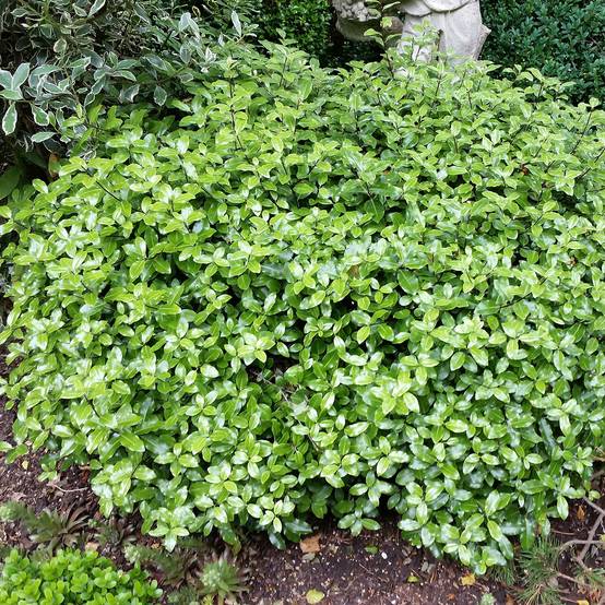 Pittosporum tenuifolium Golf ball - Pittosporum à petites feuilles Pot de 2L/3L - Image 1
