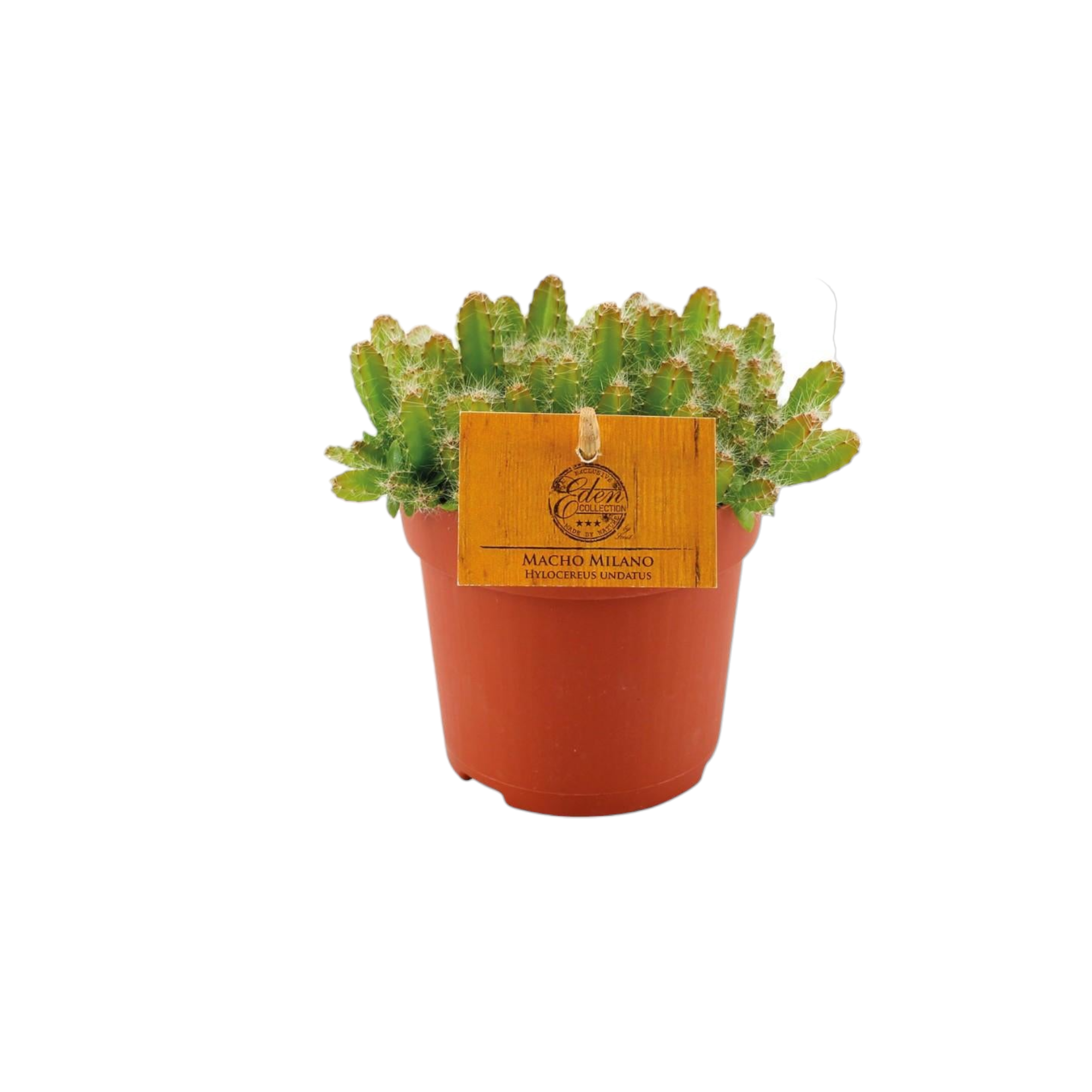 Hylocereus Undatus 15cm - Plante d'intérieur- La Green Touch - Image 1