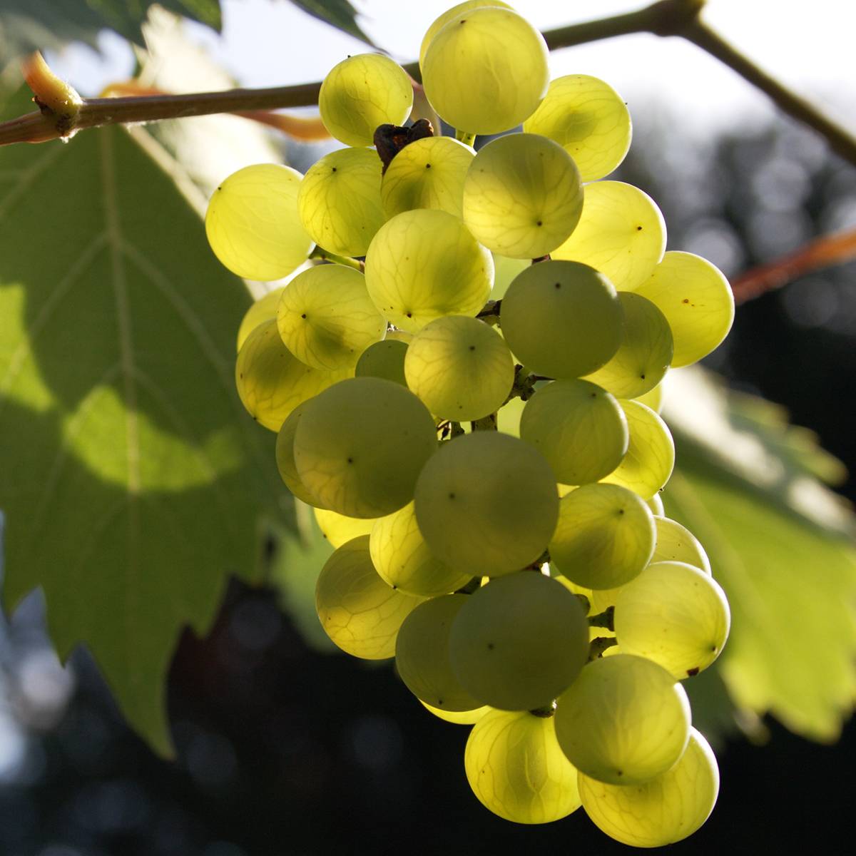 Vigne - Vitis Phoenix Pot de 2L/3L