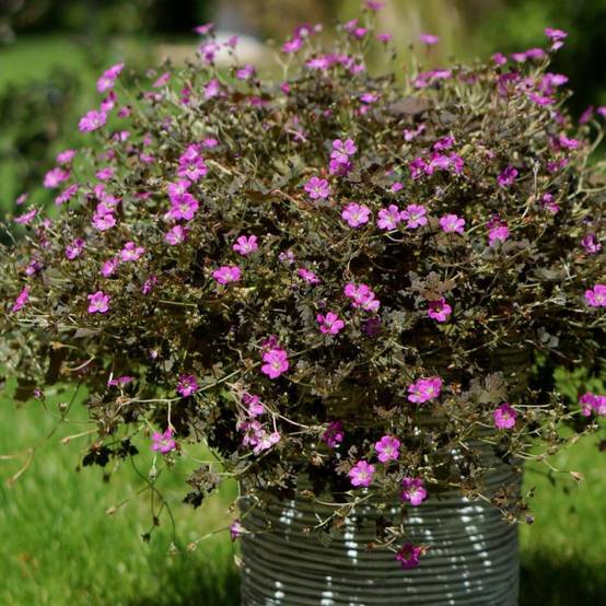 Géranium vivace Orkney Cherry à fleurs Rose - feuillage Persistant - Pot de 3L - 20/40 cm- hauteur à maturité De 0,15 m à 0,50 m - Image 1