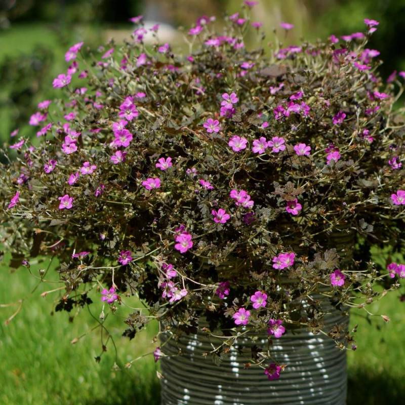 Géranium vivace Orkney Cherry à fleurs Rose - feuillage Persistant - Pot de 3L - 20/40 cm-  hauteur à maturité De 0,15 m à 0,50 m - Image 1