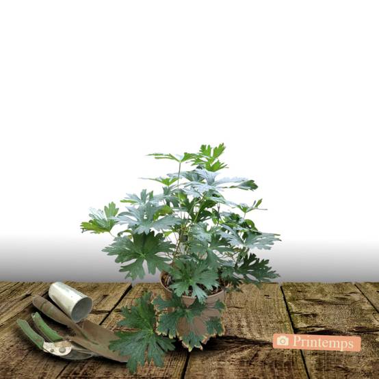 Géranium vivace Orkney Cherry à fleurs Rose - feuillage Persistant - Pot de 3L - 20/40 cm- hauteur à maturité De 0,15 m à 0,50 m - Image 4