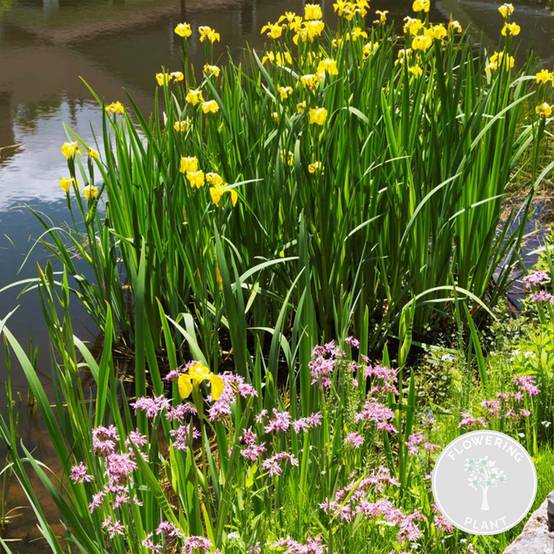 Lot de 6 - Plantes de bassin fleuries - Achillea - Caltha - Lobelia - H. 15-25 cm - P. 9 cm - Image 2