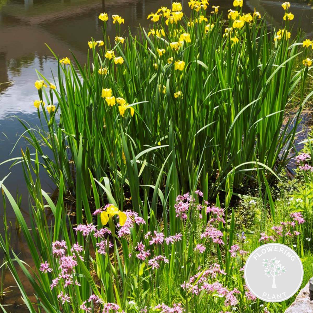 Lot de 6 - Plantes de bassin fleuries - Achillea - Caltha - Lobelia - H. 15-25 cm - P. 9 cm - Image 2