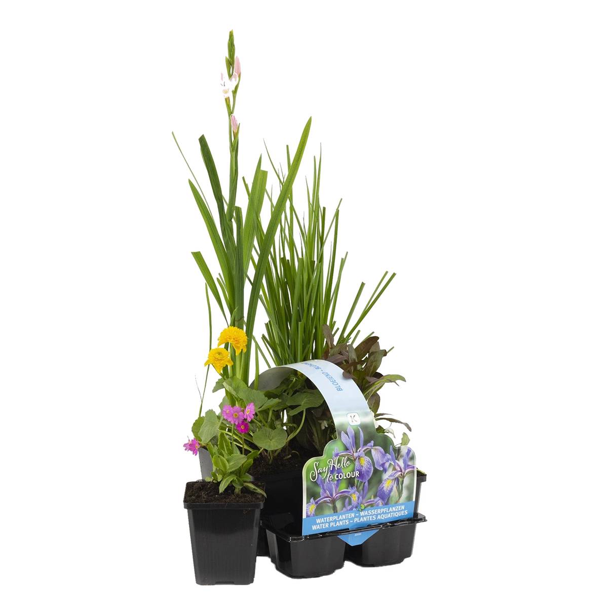Lot de 6 - Plantes de bassin fleuries - Achillea - Caltha - Lobelia - H. 15-25 cm - P. 9 cm - Image 1