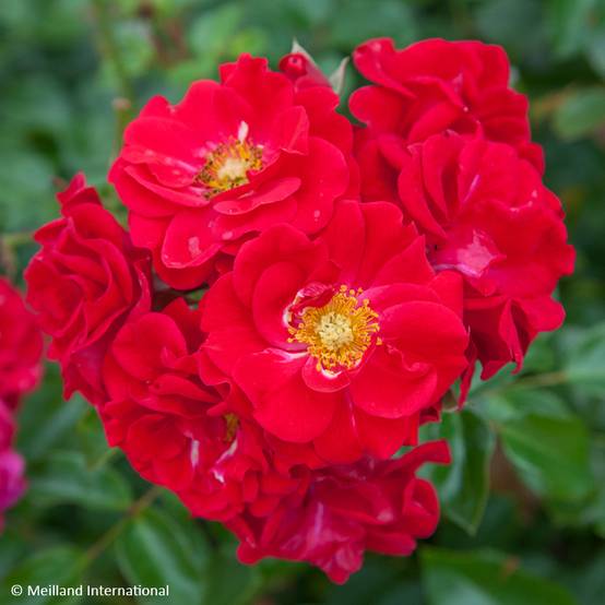 Rosier paysager Hello Pot de 4L/5L