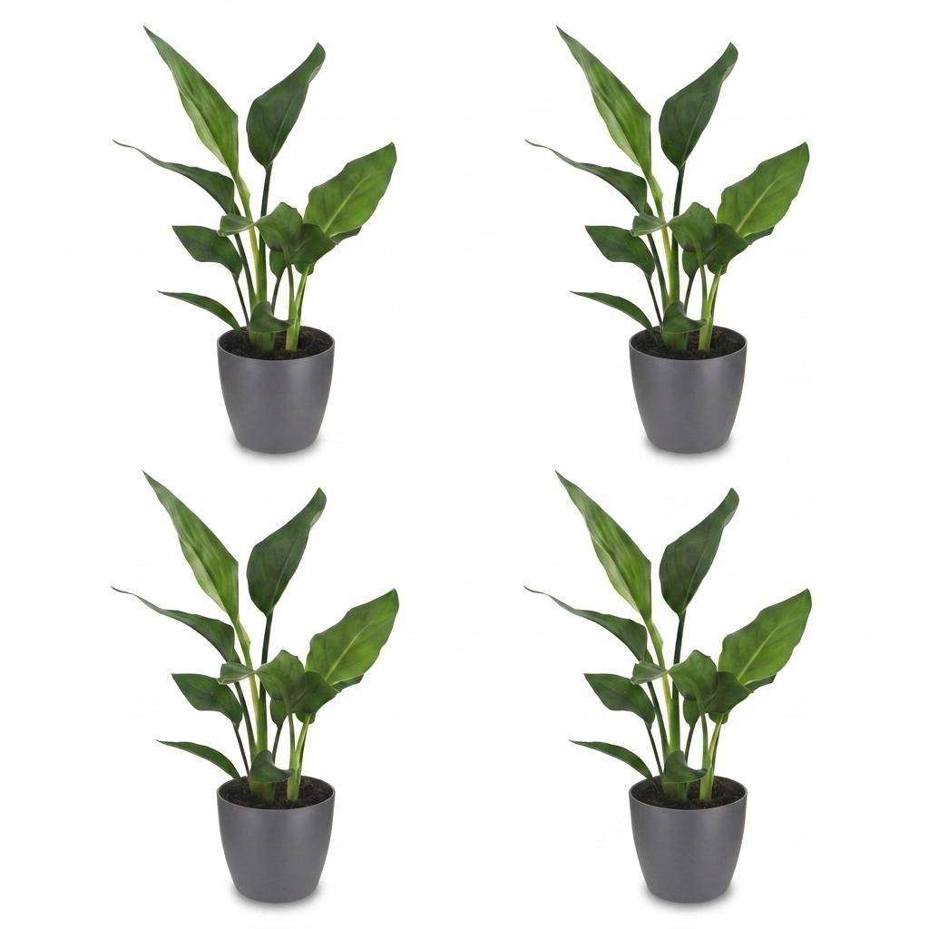 Strelitzia Reginea - Oiseau de paradis - Pot de 12cm - 4 plantes - Gris - Plantes d'intérieur - Image 2