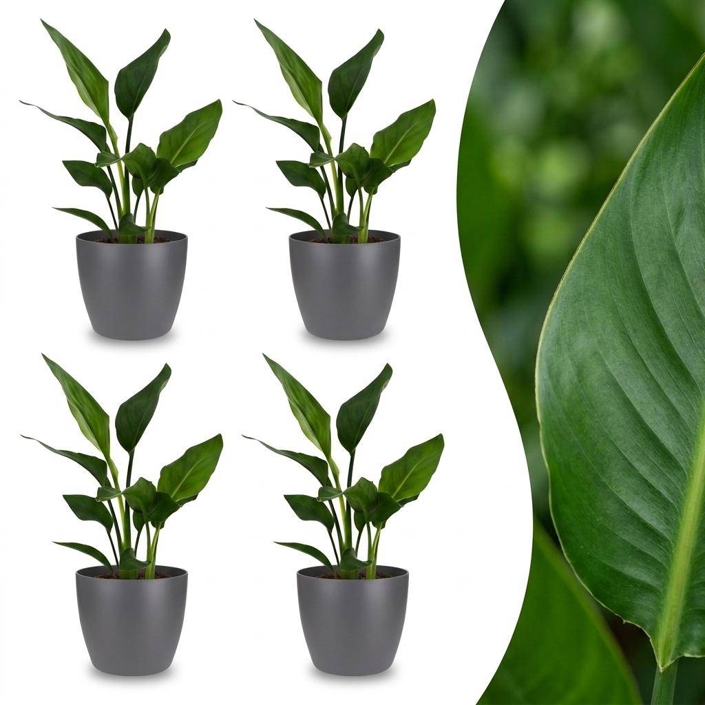 Strelitzia Reginea - Oiseau de paradis - Pot de 12cm - 4 plantes - Gris - Plantes d'intérieur - Image 1