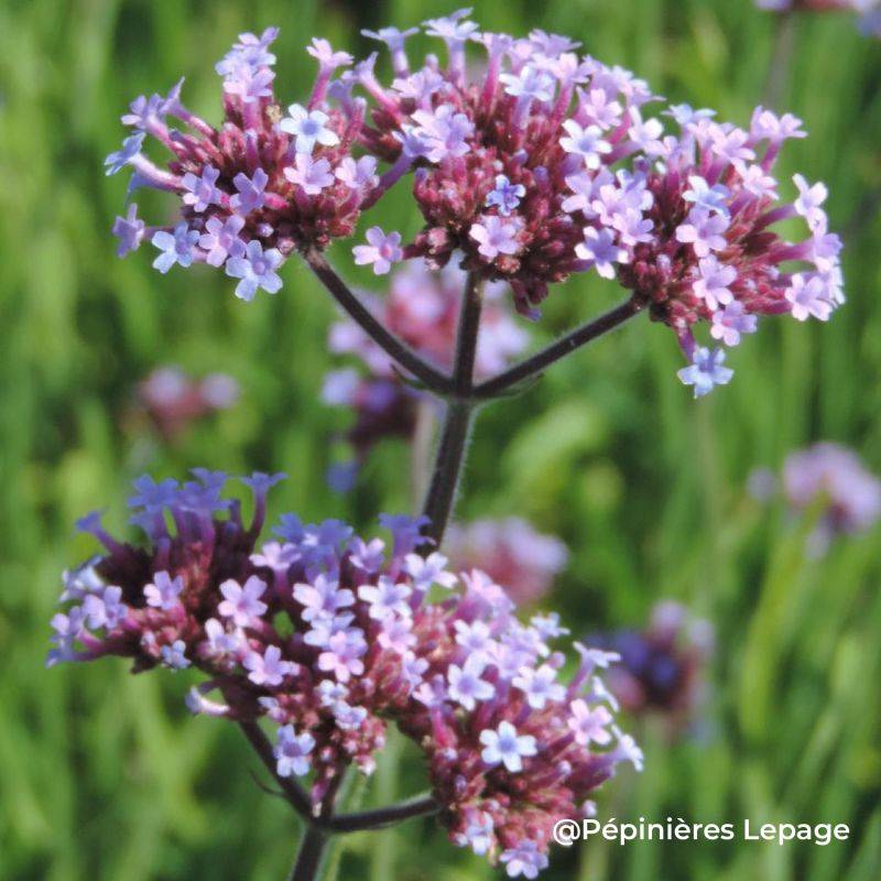 3 Verveines de Buenos-Aires 'Royal Dreams' ® (Verbena bonariensis 'Royal Dreams' ®) - Lot de 3 vivaces - Pépinières Naudet