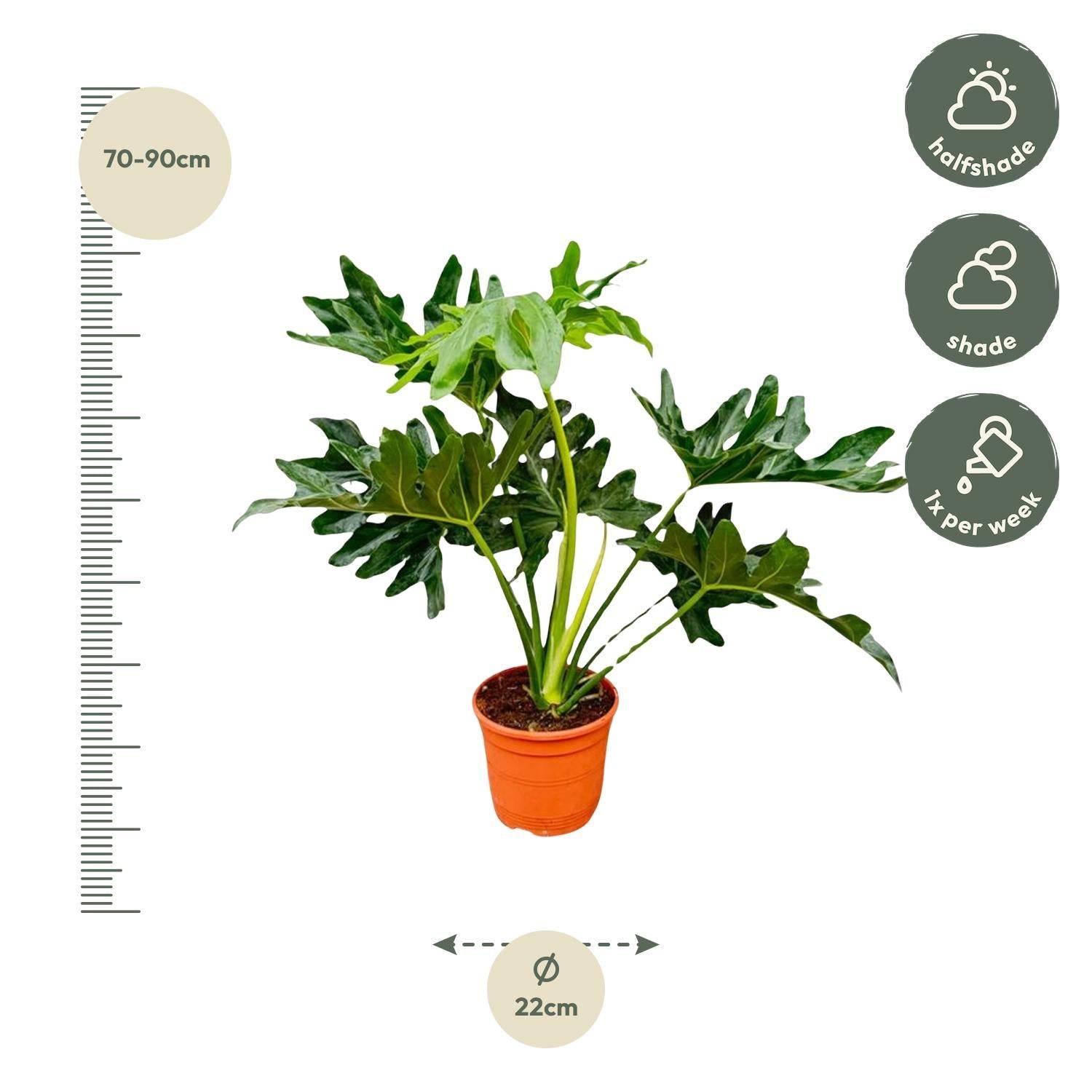 Philodendron Selloum - D19 H60cm - Image 2