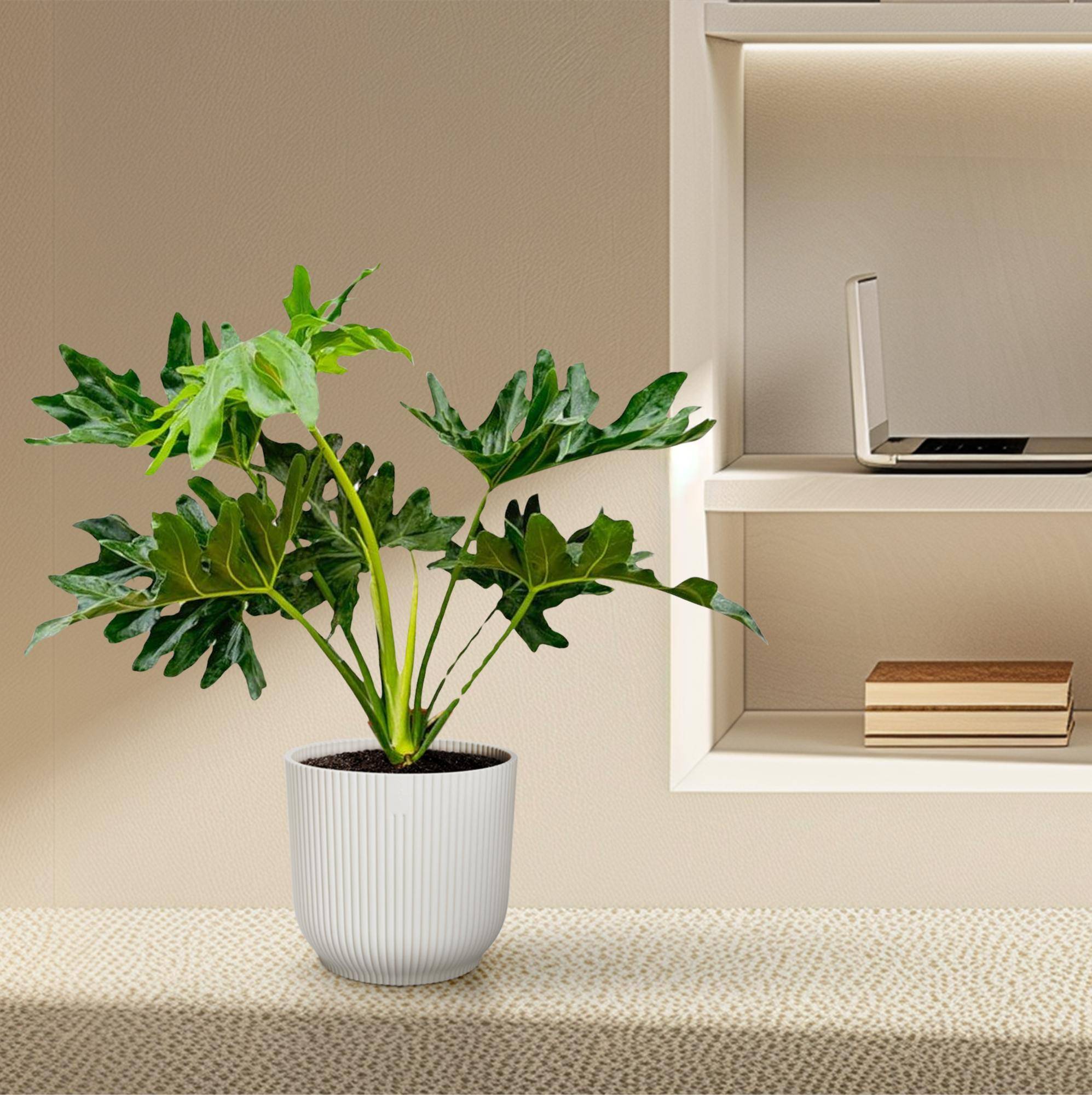 Philodendron Selloum - D19 H60cm - Image 4