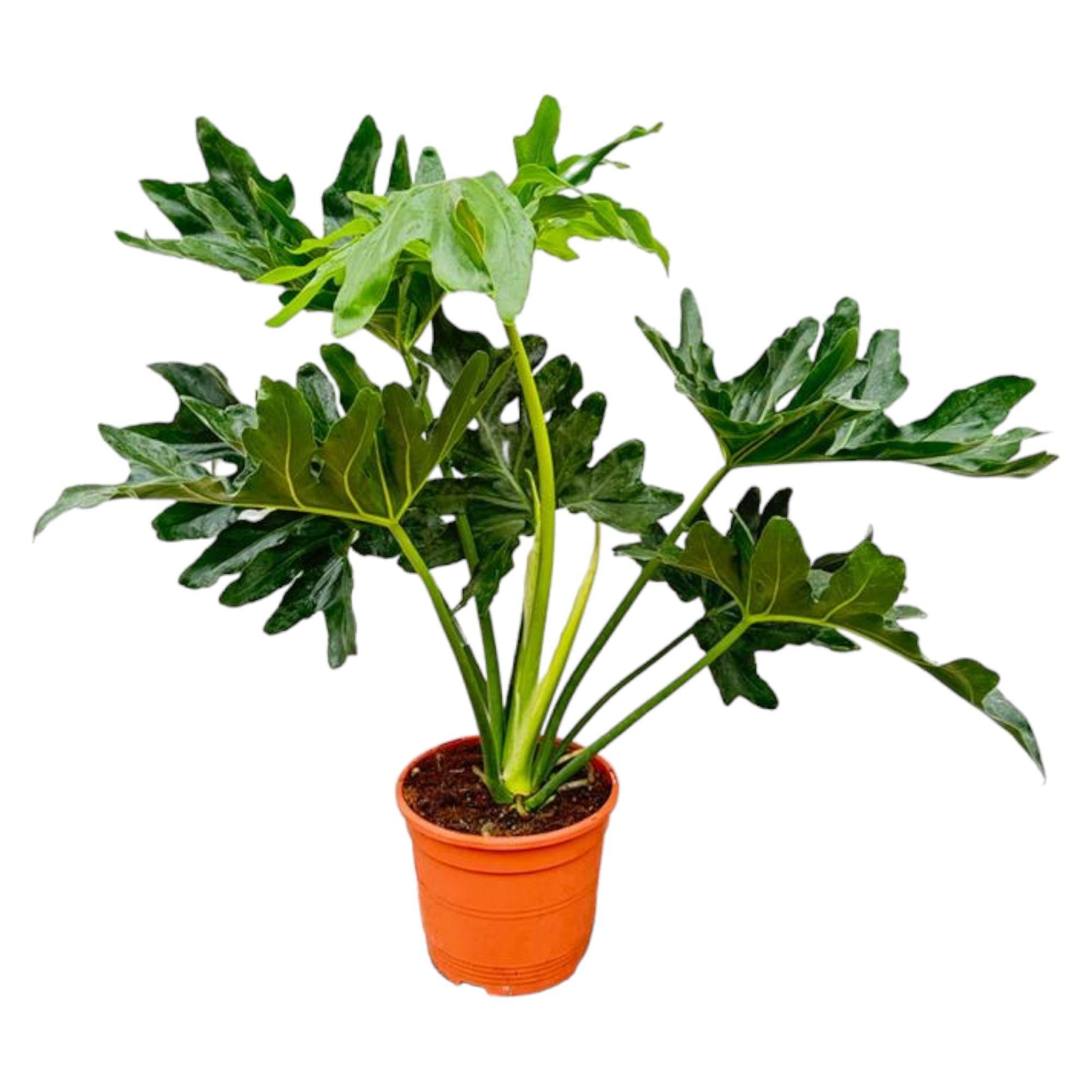 Philodendron Selloum - D19 H60cm - Image 1