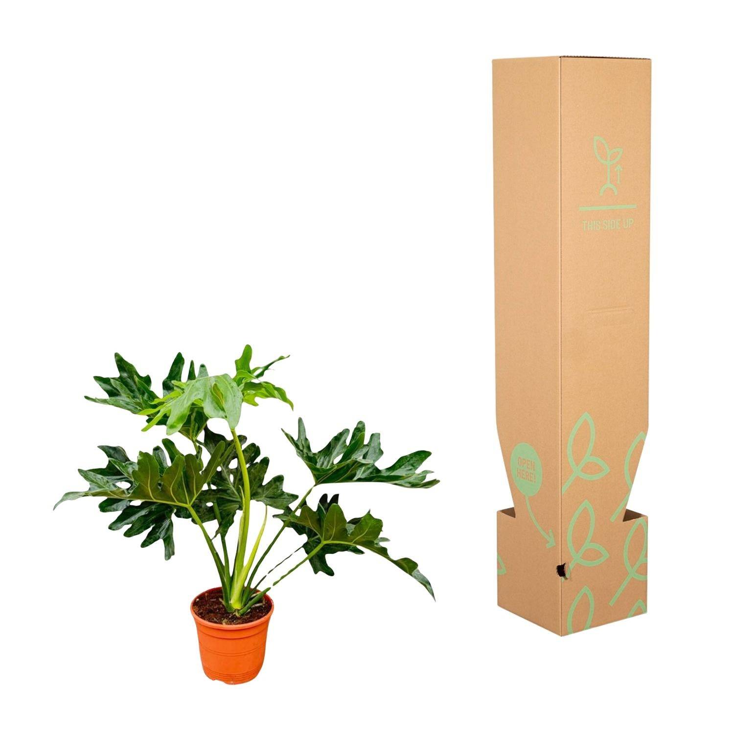 Philodendron Selloum - D19 H60cm - Image 3