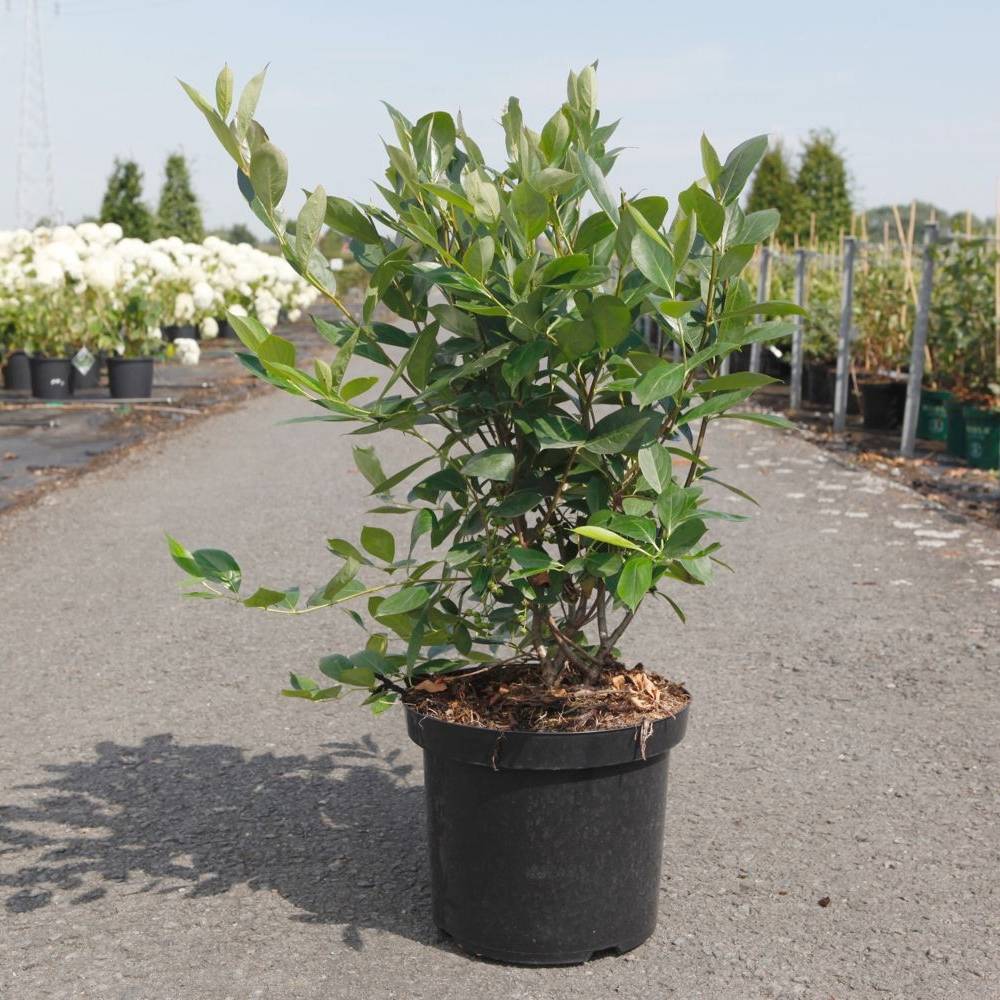Promesse de Fleurs - Aronia melanocarpa Hugin - Aronie à fruits noirs Pot de 2L/3L
