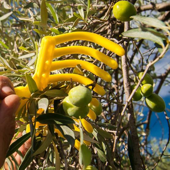 Peigne, râteau à olives 9 dents avec manche en bois 40 cm - Jaune - Linxor - Image 3