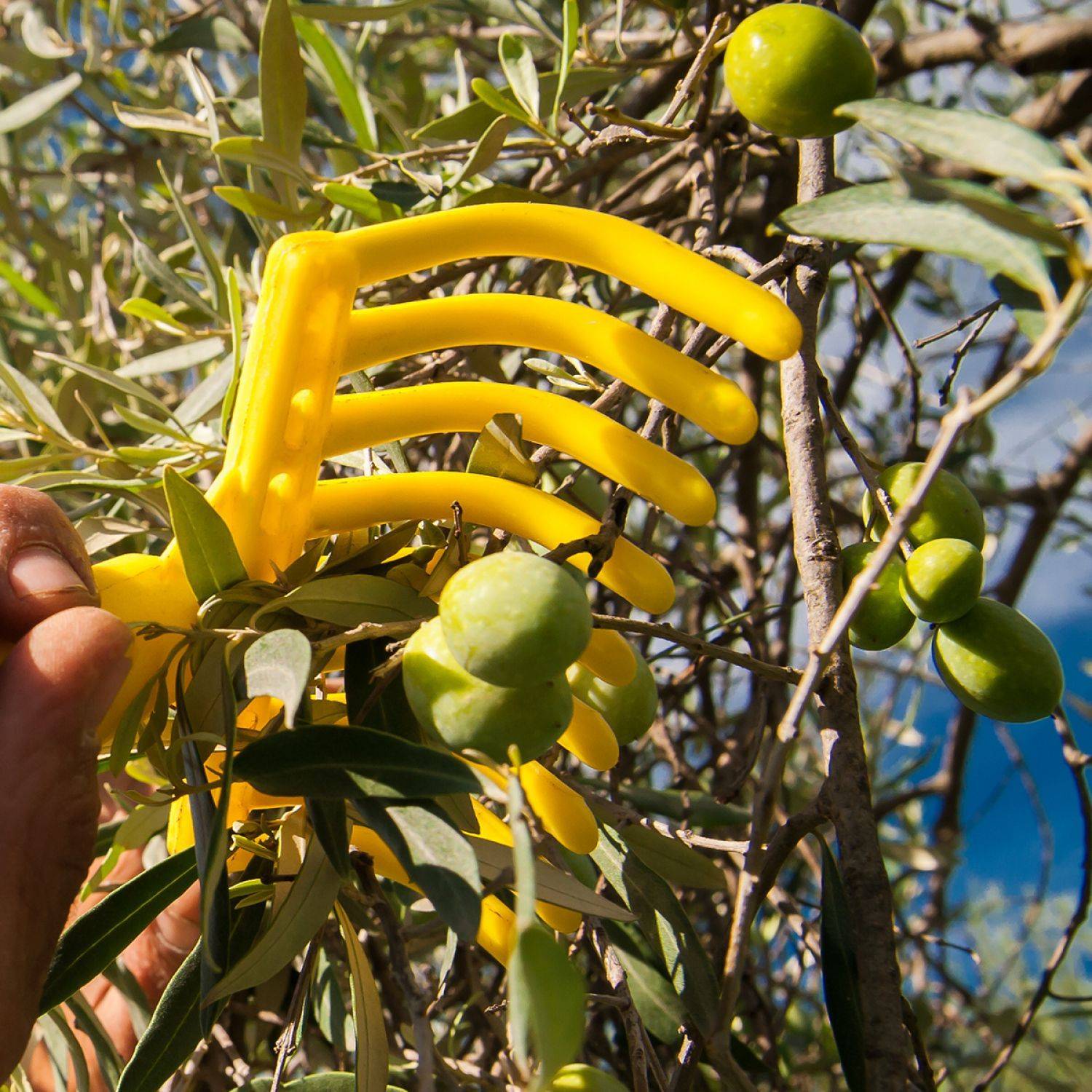 Peigne, râteau à olives 9 dents avec manche en bois 40 cm - Jaune - Linxor - Image 3