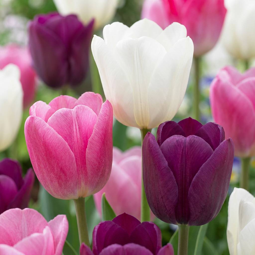 La Green Touch - Tulipe en mélange pastel - 12 bulbes - calibre 11/12 - Image 1