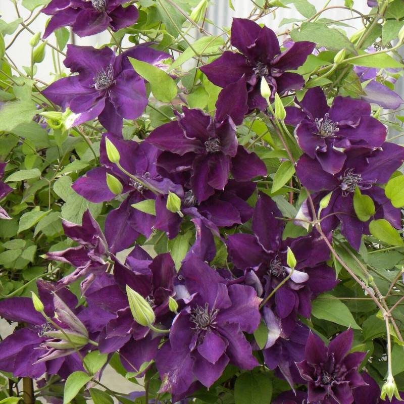 Clématite Amethyst Beauty™ 'Evipo043' à fleurs Violette - feuillage Caduc - Pot de 2L - Tuteur bambou 60/90 cm-  hauteur à maturité De 2,50 m à 3,00 m - Image 1