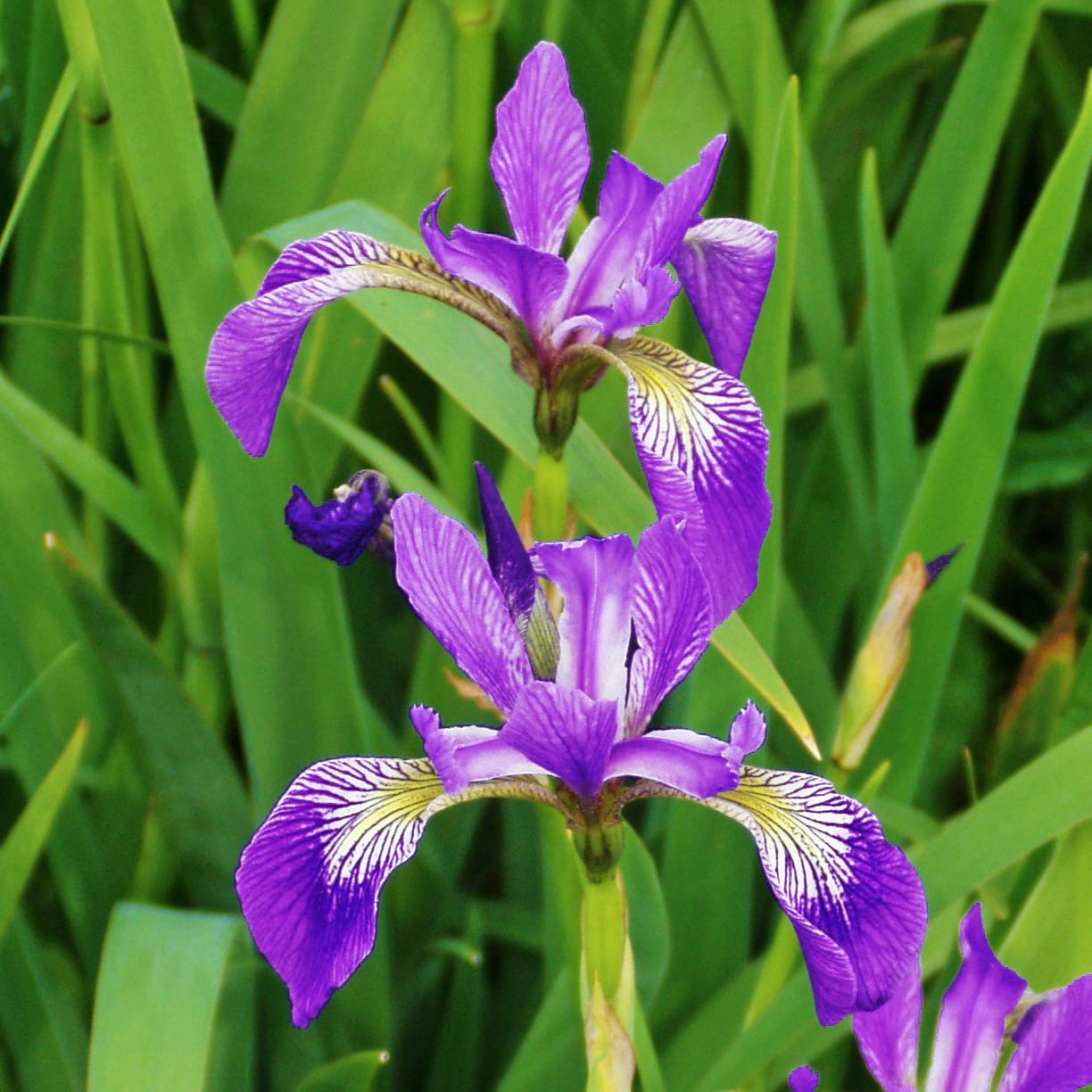 Iris versicolor Kermesina - Iris des marais Godet de 8/9 cm