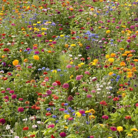 Jachère Campagne en fleurs pour 200 à 500 m²