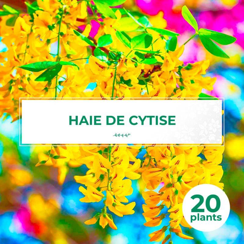 20 Cytises Commun (Laburnum Anagyroides) - Haie de Cytise -  - Pépinières Naudet - Image 1