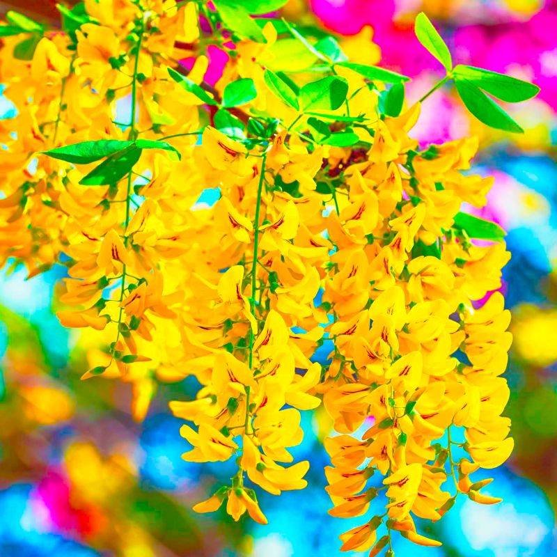 20 Cytises Commun (Laburnum Anagyroides) - Haie de Cytise -  - Pépinières Naudet - Image 2