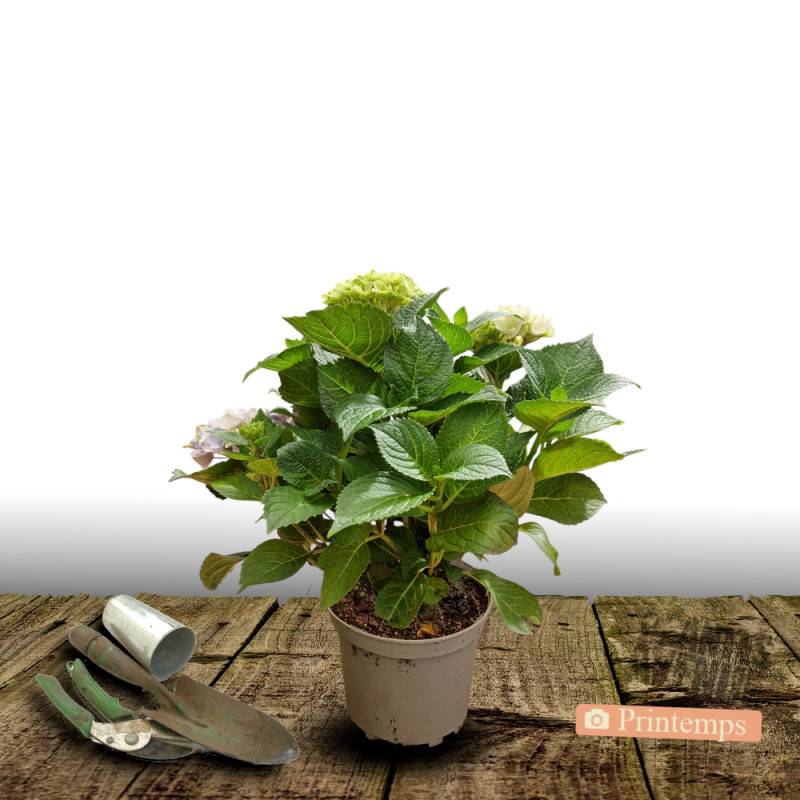 Hortensia Rosita, Hydrangea macrophylla à fleurs Rose - feuillage Caduc - Pot de 3L - 20/40 cm- hauteur à maturité De 1,00 m à 1,50 m - Image 4