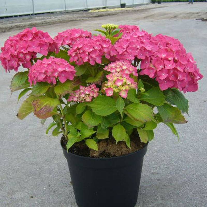 Hortensia Rosita, Hydrangea macrophylla à fleurs Rose - feuillage Caduc - Pot de 3L - 20/40 cm- hauteur à maturité De 1,00 m à 1,50 m - Image 1