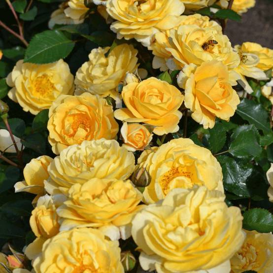 Rosier paysager Decorosier® Soleya® 'Noa 71610' à fleurs Jaune - feuillage Caduc - Pot de 5L - 40/60 cm- hauteur à maturité De 0,50 m à 1,00 m - Image 2