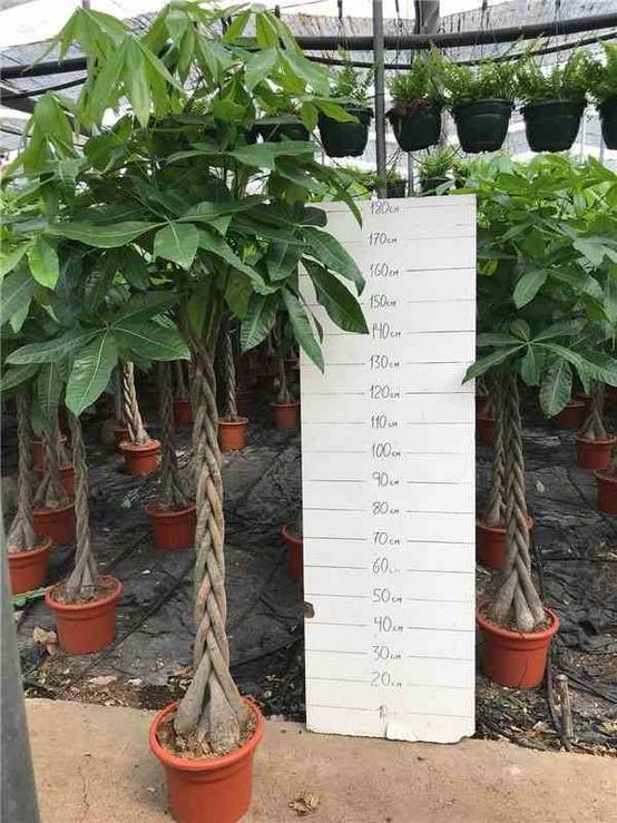 Sans Marque - Pachira aquatica (noix de Malabar, Châtaignier de Guyane, cacaoyer-rivière) Taille:Pot de 2 litres - 30/50 cm - Image 5
