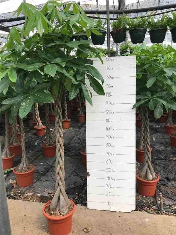 Sans Marque - Pachira aquatica (noix de Malabar, Châtaignier de Guyane, cacaoyer-rivière) Taille:Pot de 2 litres - 30/50 cm - Image 5