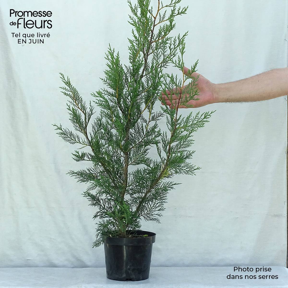 Cupressocyparis Leylandii 2001 - Cyprès de Leyland Pot de 2L/3L - Image 2