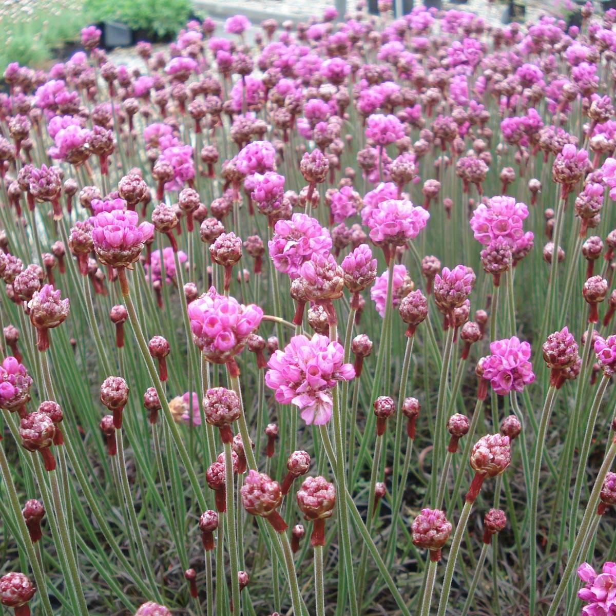 Promesse de Fleurs - Gazon d'Espagne Vesuvius - Armeria maritima Godet de 8/9 cm
