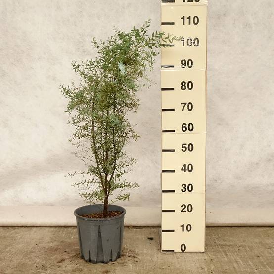 Eucalyptus gunnii France Bleu Rengun - Gommier cidre Pot de 7,5L/10L - Image 2