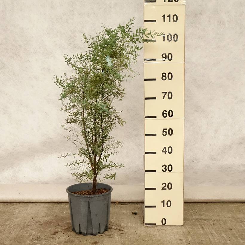 Eucalyptus gunnii France Bleu Rengun - Gommier cidre Pot de 7,5L/10L - Image 2