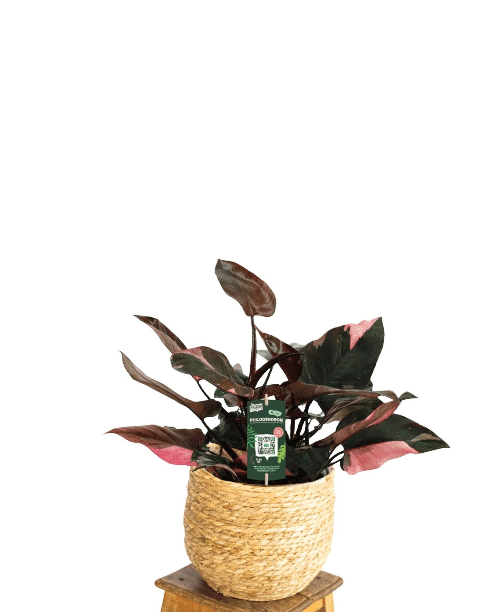 Philodendron Pink Princess 25cm - Plante d'intérieur- La Green Touch - Image 3