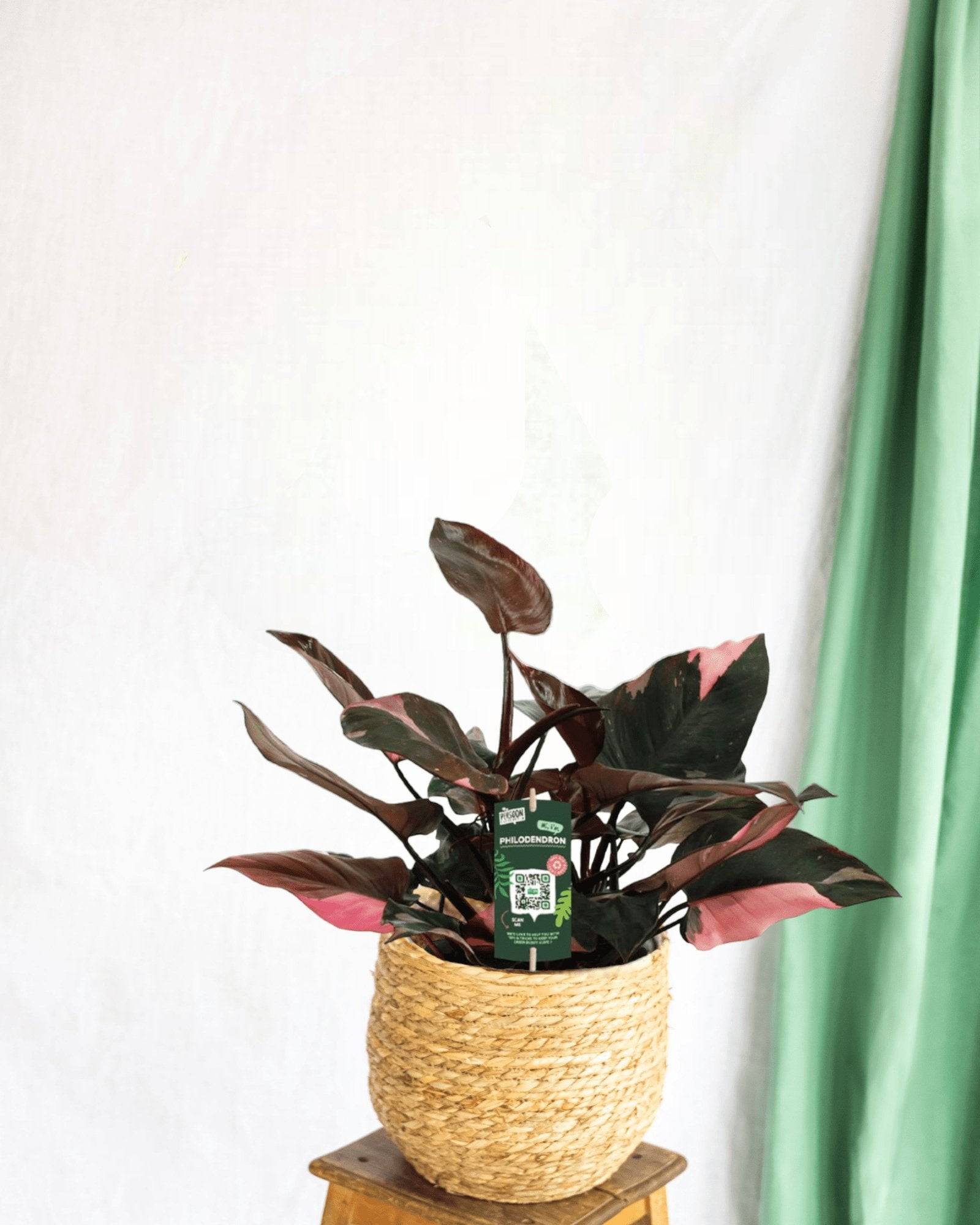 Philodendron Pink Princess 25cm - Plante d'intérieur- La Green Touch - Image 2