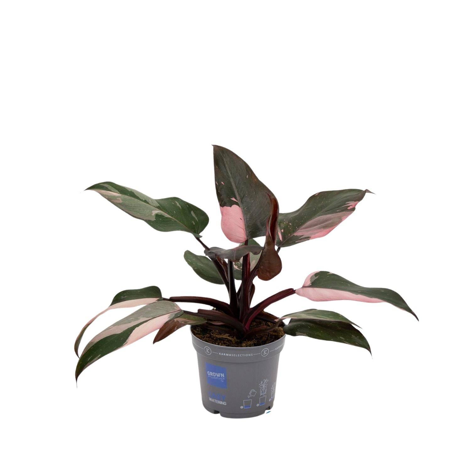 Philodendron Pink Princess 25cm - Plante d'intérieur- La Green Touch - Image 1