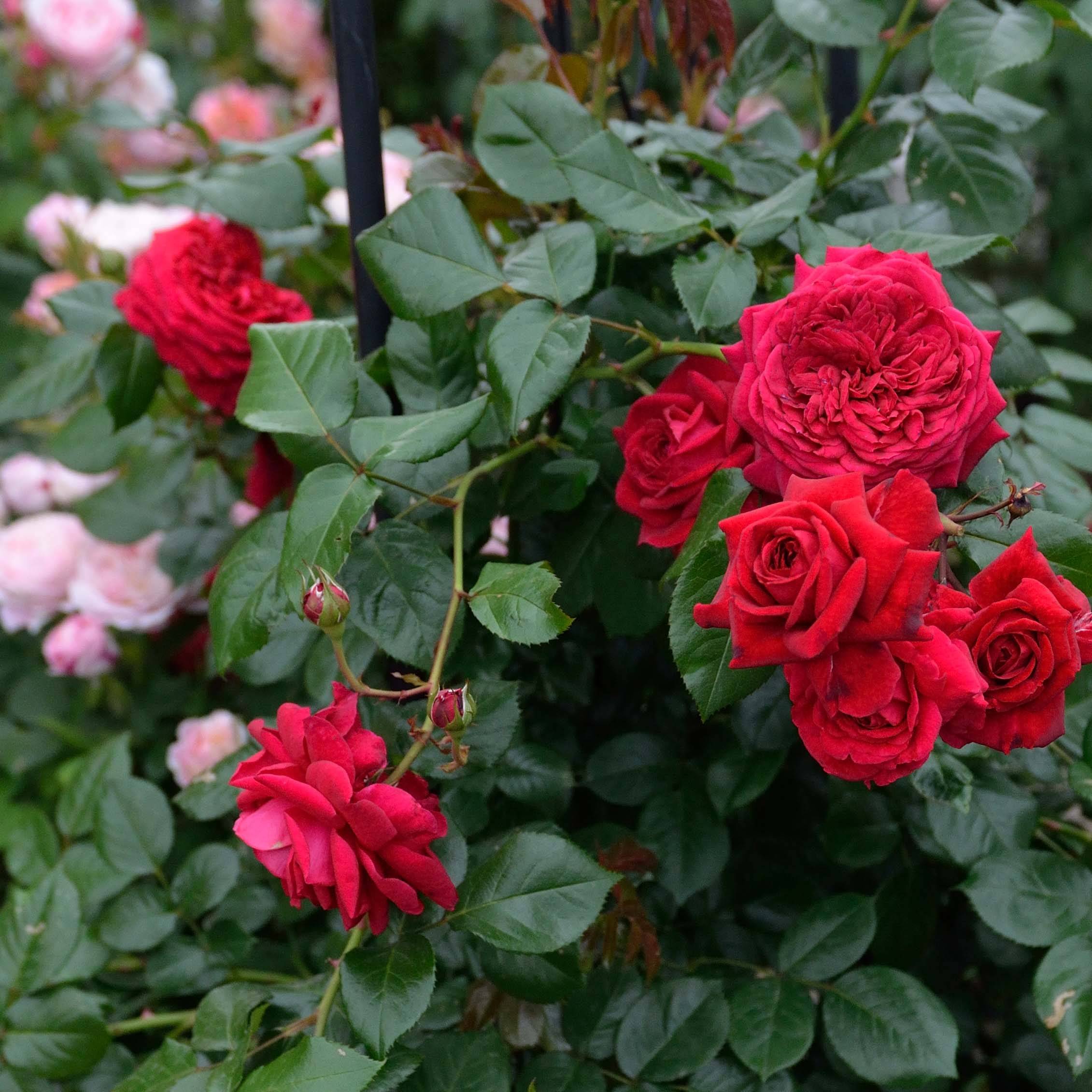 Promesse de Fleurs - Rosier à grandes fleurs République de Montmartre Pot de 4L/5L