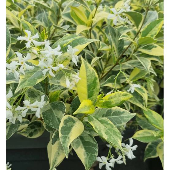 Jasmin étoilé Sun Lover® à fleurs Blanche - feuillage Persistant - Pot de 1,5L - Tuteur bambou 30/60 cm- hauteur à maturité De 0,50 m à 1,00 m - Image 5