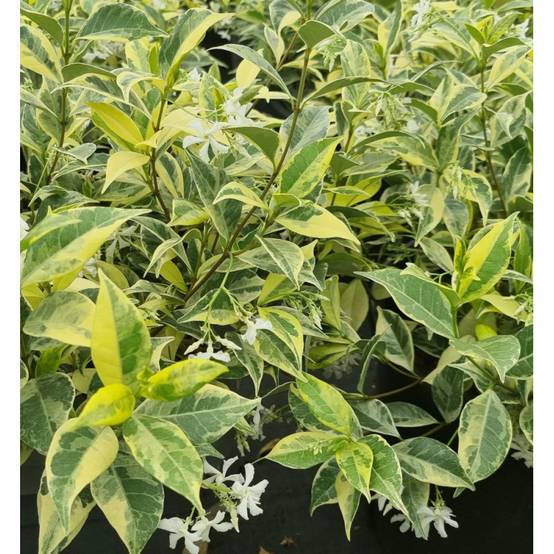 Jasmin étoilé Sun Lover® à fleurs Blanche - feuillage Persistant - Pot de 1,5L - Tuteur bambou 30/60 cm- hauteur à maturité De 0,50 m à 1,00 m - Image 6