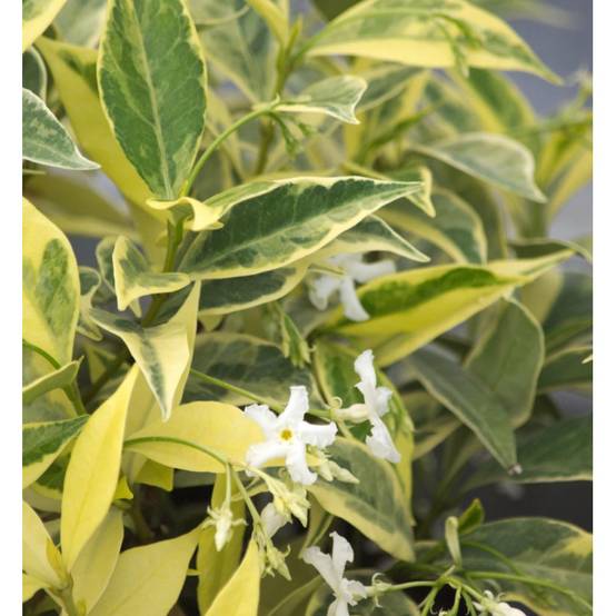 Jasmin étoilé Sun Lover® à fleurs Blanche - feuillage Persistant - Pot de 1,5L - Tuteur bambou 30/60 cm- hauteur à maturité De 0,50 m à 1,00 m - Image 4